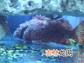 最长寿的海洋生物,海龟是不是最长寿的海洋生物?