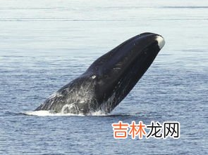 最长寿的海洋生物,海龟是不是最长寿的海洋生物?