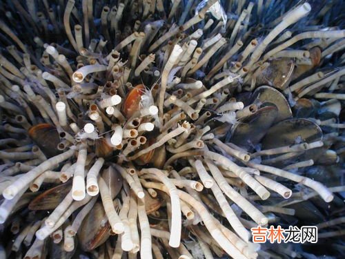 最长寿的海洋生物,海龟是不是最长寿的海洋生物?