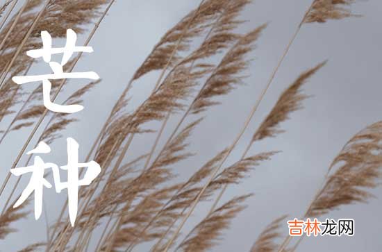 今年芒种是几月几日几点2023