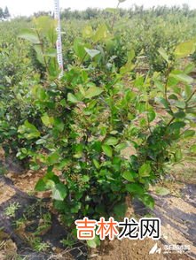 黑果花楸泡水的禁忌,黑果花楸果食用的注意事项是什么?