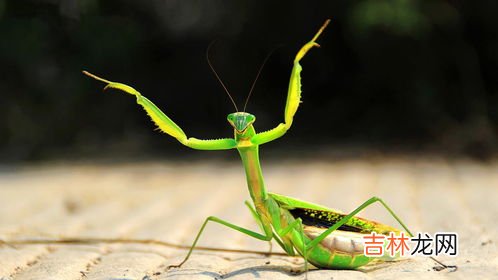 螳螂肚子里的铁线虫是什么东西,为什么螳螂体内会有铁线虫？铁线虫对螳螂是否有影响？