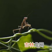 螳螂肚子里的铁线虫是什么东西,为什么螳螂体内会有铁线虫？铁线虫对螳螂是否有影响？