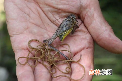 螳螂肚子里的铁线虫是什么东西,为什么螳螂体内会有铁线虫？铁线虫对螳螂是否有影响？