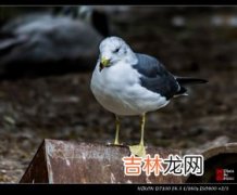 海鸥吃什么,生物问题: 海虾,鱼,海草,北极兔,北极驯鹿,海豹,还是,北极海鸥吃什么?