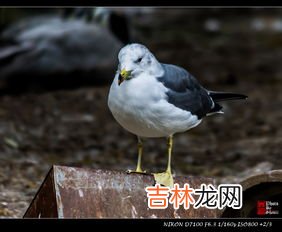 海鸥吃什么,生物问题: 海虾,鱼,海草,北极兔,北极驯鹿,海豹,还是,北极海鸥吃什么?