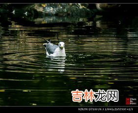 海鸥吃什么,生物问题: 海虾,鱼,海草,北极兔,北极驯鹿,海豹,还是,北极海鸥吃什么?