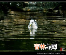 海鸥吃什么,生物问题: 海虾,鱼,海草,北极兔,北极驯鹿,海豹,还是,北极海鸥吃什么?