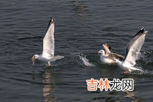 海鸥吃什么,生物问题: 海虾,鱼,海草,北极兔,北极驯鹿,海豹,还是,北极海鸥吃什么?