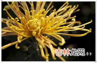 菊花季节,菊花开花的季节