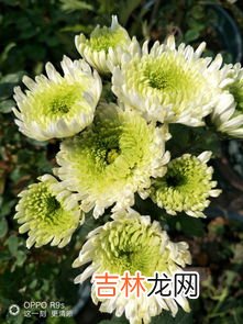 菊花季节,菊花开花的季节
