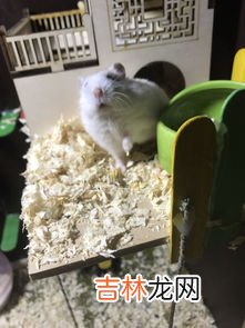 老鼠胶沾在手上怎么办,粘老鼠的胶怎么洗掉