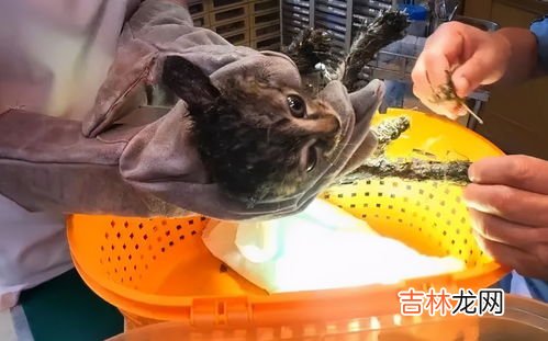 老鼠胶沾在手上怎么办,粘老鼠的胶怎么洗掉