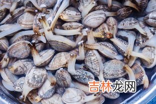 花蛤放清水里能活多久,花甲泡水可以放多久