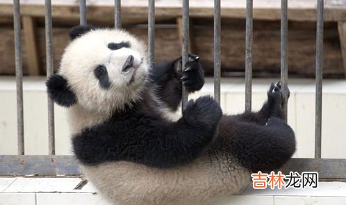 大熊猫和小熊猫有什么区别,小熊猫和大熊猫的区别是什么?