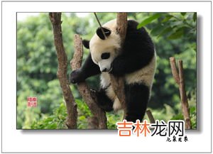 大熊猫和小熊猫有什么区别,小熊猫和大熊猫的区别是什么?
