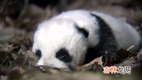 大熊猫和小熊猫有什么区别,小熊猫和大熊猫的区别是什么?