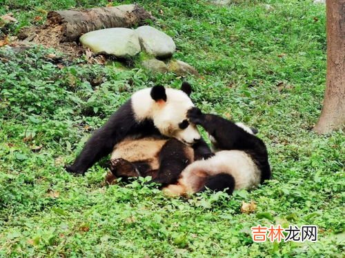 大熊猫和小熊猫有什么区别,小熊猫和大熊猫的区别是什么？