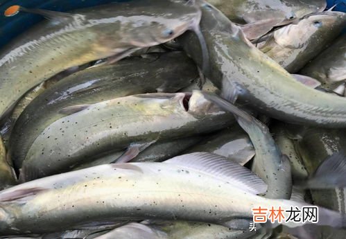叉尾鮰鱼刺多吗,叉尾t鱼和凌波鱼哪个刺少