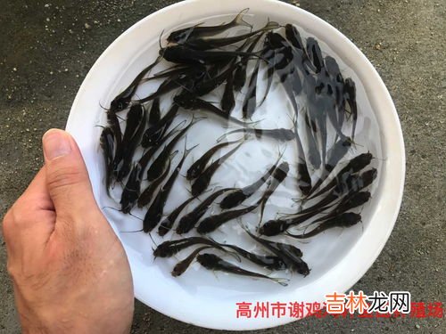 叉尾鮰鱼刺多吗,叉尾t鱼和凌波鱼哪个刺少