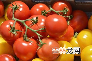 西红柿可以放在冰箱里吗,西红柿可以放冰箱吗