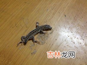 普通壁虎是保护动物吗,壁虎是国家保护动物吗