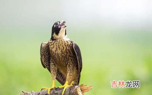 游隼是几级保护动物,隼是国家几级保护动物
