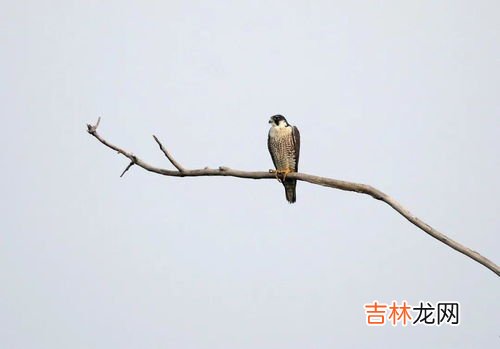 游隼是几级保护动物,隼是国家几级保护动物