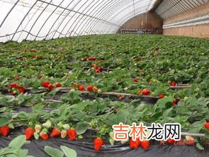 草莓的季节是几月份到几月,草莓盛产的标准季节是几月份 草莓介绍