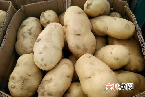 洋芋可以放在冰箱里吗,土豆放冰箱可以吗