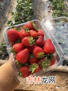 草莓是什么季节,草莓是什么季节的水果？