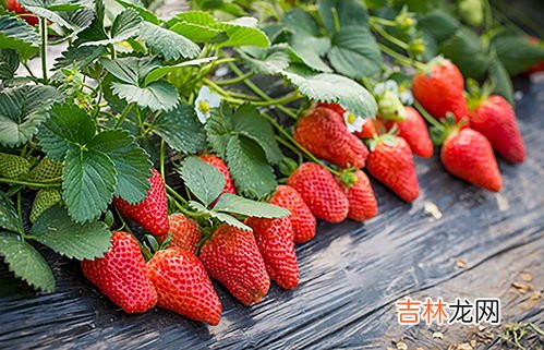 草莓是什么季节,草莓是什么季节的水果?