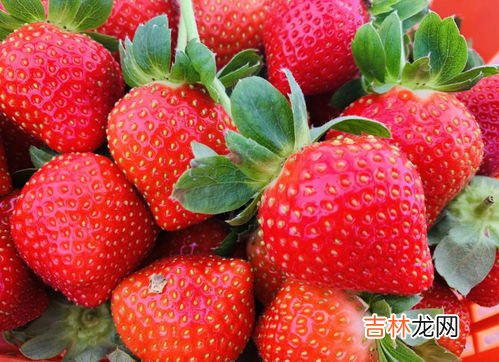 草莓是什么季节,草莓是什么季节的水果?