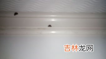 卫生间的小飞虫怎么彻底消灭,怎么有效清除卫生间小飞虫？