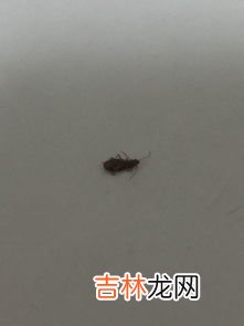蟑螂咬人吗?咬人后什么样子,蟑螂咬人吗？咬了会怎么样？