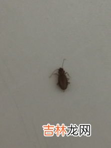 蟑螂咬人吗?咬人后什么样子,蟑螂咬人吗？咬了会怎么样？