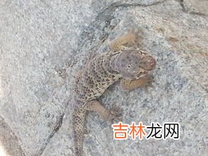 蜥蜴的尾巴有什么用,动物的尾巴有哪些作用和特点？