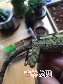 蜥蜴的尾巴有什么用,动物的尾巴有哪些作用和特点?