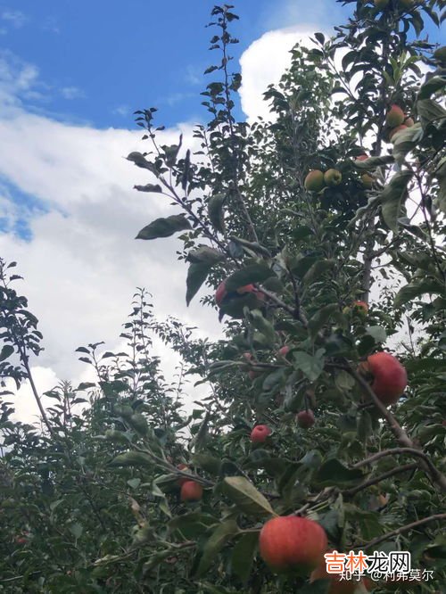 苹果是什么季节成熟,苹果是什么季节成熟的？