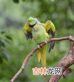 鹦鹉的特点,鹦鹉的特点是什么?