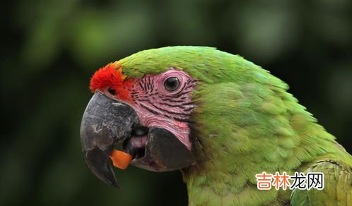 鹦鹉的特点,鹦鹉的特点是什么？