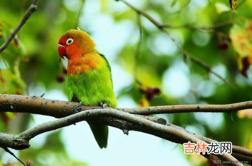 鹦鹉的特点,鹦鹉的特点是什么？