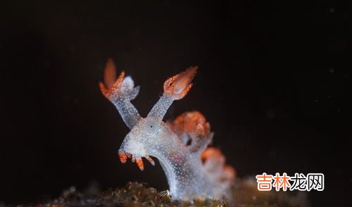 雌雄同体的动物有哪些,雌雄同体的动物有哪些?