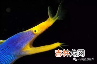 雌雄同体的动物有哪些,雌雄同体的动物有哪些?