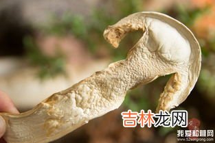松茸如何保存效果最好,松茸怎样保存最好