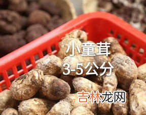 松茸如何保存效果最好,松茸怎样保存最好