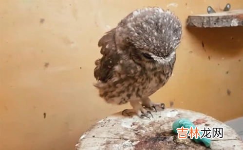 猫头鹰吃蛇吗,猫头鹰这种动物吃蛇吗?