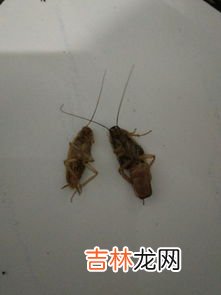 蝽虫怎么进到家里的,家里最近出现了很多这种虫子，这是什么虫子？什么东西会生出这些虫子？我应该怎么消灭它呢？