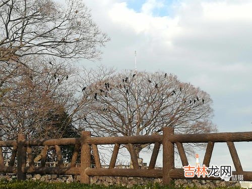 鸟居是什么,品字型房子东边户吉祥物是什么