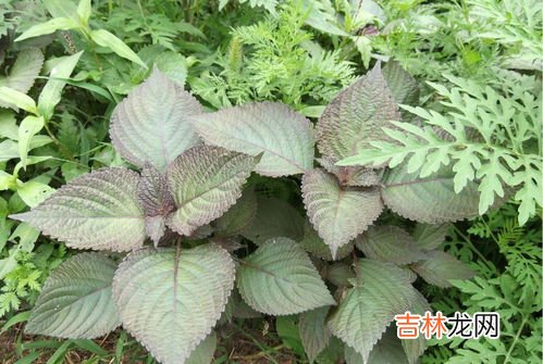炖汤能放紫苏吗,羊肉炖时放了八角,肉桂,香叶还可以加紫苏吗?